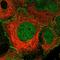 Paralemmin antibody, HPA041713, Atlas Antibodies, Immunofluorescence image 