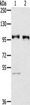 Prospero homeobox protein 1 antibody, TA351557, Origene, Western Blot image 