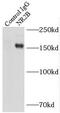 GRIN2B antibody, FNab05839, FineTest, Immunoprecipitation image 
