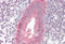 HK II antibody, MBS249204, MyBioSource, Immunohistochemistry frozen image 