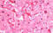 Cystathionine Gamma-Lyase antibody, MBS249175, MyBioSource, Immunohistochemistry frozen image 