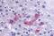 Synoviolin 1 antibody, MBS247950, MyBioSource, Immunohistochemistry paraffin image 