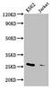 MOB Kinase Activator 1A antibody, CSB-PA872519HA01HU, Cusabio, Western Blot image 