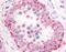 Phosphodiesterase 11A antibody, MBS396078, MyBioSource, Immunohistochemistry frozen image 