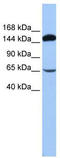 S1 RNA Binding Domain 1 antibody, TA343871, Origene, Western Blot image 