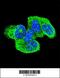 HRas Proto-Oncogene, GTPase antibody, 55-979, ProSci, Immunofluorescence image 