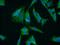 Uveal autoantigen with coiled-coil domains and ankyrin repeats antibody, 25654-1-AP, Proteintech Group, Immunofluorescence image 