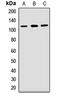Protocadherin-1 antibody, LS-C668203, Lifespan Biosciences, Western Blot image 