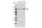 Structural maintenance of chromosomes protein 2 antibody, 8720S, Cell Signaling Technology, Western Blot image 