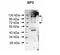 Sp3 Transcription Factor antibody, 25-131, ProSci, Western Blot image 