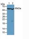 Chaperonin Containing TCP1 Subunit 2 antibody, LS-C373739, Lifespan Biosciences, Western Blot image 