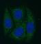 HNF-3-beta antibody, FNab03188, FineTest, Immunofluorescence image 