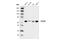 Alpha-globin transcription factor CP2 antibody, 80784S, Cell Signaling Technology, Western Blot image 