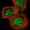 ELAV Like RNA Binding Protein 2 antibody, NBP2-38012, Novus Biologicals, Immunocytochemistry image 