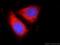 CCR4-NOT Transcription Complex Subunit 9 antibody, 22503-1-AP, Proteintech Group, Immunofluorescence image 