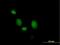 WD Repeat Domain 83 antibody, H00084292-B01P, Novus Biologicals, Immunofluorescence image 