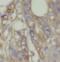 RAN Guanine Nucleotide Release Factor antibody, FNab07107, FineTest, Immunohistochemistry frozen image 