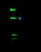 Transcription Factor 7 Like 1 antibody, 101427-T36, Sino Biological, Immunoprecipitation image 