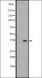Wnt Family Member 8B antibody, orb335251, Biorbyt, Western Blot image 