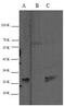 Cyclin Dependent Kinase Inhibitor 1B antibody, AHP2409, Bio-Rad (formerly AbD Serotec) , Western Blot image 