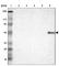 H/ACA ribonucleoprotein complex subunit 4 antibody, HPA000166, Atlas Antibodies, Western Blot image 