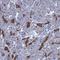 FA Core Complex Associated Protein 20 antibody, HPA038829, Atlas Antibodies, Immunohistochemistry frozen image 