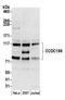 Coiled-Coil Domain Containing 186 antibody, A305-727A-M, Bethyl Labs, Western Blot image 