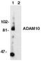 Disintegrin and metalloproteinase domain-containing protein 10 antibody, TA305977, Origene, Western Blot image 