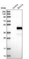 BAF Chromatin Remodeling Complex Subunit BCL7A antibody, NBP1-91696, Novus Biologicals, Western Blot image 