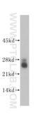 Protein lin-7 homolog C antibody, 14656-1-AP, Proteintech Group, Western Blot image 