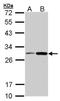 DT-diaphorase antibody, orb74059, Biorbyt, Western Blot image 