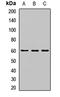 NAP-4 antibody, LS-C668108, Lifespan Biosciences, Western Blot image 