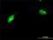Zinc Finger Protein 397 antibody, H00084307-M02, Novus Biologicals, Immunofluorescence image 