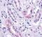 DIR antibody, PA5-33351, Invitrogen Antibodies, Immunohistochemistry frozen image 