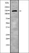 Ubiquitin conjugation factor E4 B antibody, orb338793, Biorbyt, Western Blot image 