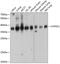 F-actin-capping protein subunit alpha-1 antibody, GTX64789, GeneTex, Western Blot image 
