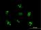 UTP14A Small Subunit Processome Component antibody, H00010813-B01P, Novus Biologicals, Immunofluorescence image 