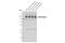 ATP Binding Cassette Subfamily C Member 6 antibody, 10666S, Cell Signaling Technology, Western Blot image 