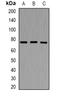 OCA2 Melanosomal Transmembrane Protein antibody, orb381926, Biorbyt, Western Blot image 