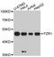 Fizzy And Cell Division Cycle 20 Related 1 antibody, abx126916, Abbexa, Western Blot image 