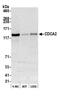 Cell Division Cycle Associated 2 antibody, A305-879A-M, Bethyl Labs, Western Blot image 