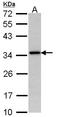 N-Acetyltransferase 1 antibody, LS-C109527, Lifespan Biosciences, Western Blot image 