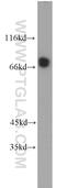 CLINT1 antibody, 10470-1-AP, Proteintech Group, Western Blot image 