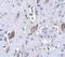 Atonal BHLH Transcription Factor 8 antibody, NBP1-77347, Novus Biologicals, Immunohistochemistry frozen image 