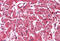 Acyl-CoA Thioesterase 9 antibody, MBS246421, MyBioSource, Immunohistochemistry frozen image 