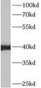 Annexin A13 antibody, FNab00429, FineTest, Western Blot image 