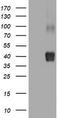 Sialidase-1 antibody, TA801666, Origene, Western Blot image 