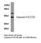 Caspase 9 antibody, LS-C176267, Lifespan Biosciences, Western Blot image 