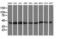 Ubiquitin-like-conjugating enzyme ATG3 antibody, LS-C173096, Lifespan Biosciences, Western Blot image 