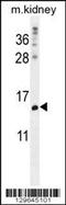 MORN Repeat Containing 5 antibody, 56-280, ProSci, Western Blot image 